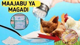 USINUNUE TENA DAWA ZA KUKU TUMIA MAGADI CHUMVI KUTIBU KUKU,,ufugaji wa kuku, poultry farm in Kenya