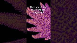 CT Scan of a Sunflower Seastar
