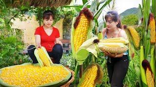 Harvesting Sticky Corn And Boiled Corn Goes To Market Sell, Farm Life | Nhất Daily Life