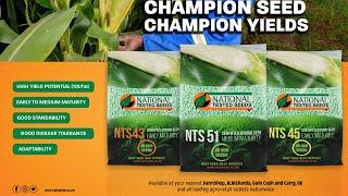 NTS Hybrid Maize Seed Varieties