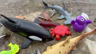 Sea Creature Showcase: Toys and Facts for Kids