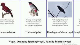 Vogel, Ordnung Sperlingsvögel, Familie Schmuckvögel bird featuring Prachtkotinga Passeriformes