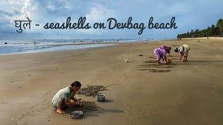 घुले । family of clams | Devbag beach | kokan | Timepass snacks for fisherman n families