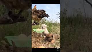 Cute chicken laying eggs very well. More funny Animals videos on my channel.