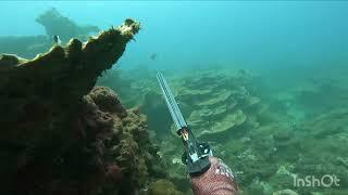 Spearfishing Tahiti - Moorea