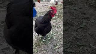 Marans Henne #chicken #subscribe