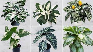 38 Stunning Indoor Plants with Green and White Leaves | White and Green Variegated Houseplants