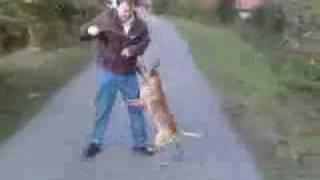 Dingo jumping in lake