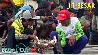 PENUH KEJUTAN Lomba NASIONAL Merpati Kolong HADIAH MOBIL BABAK 11 BESAR BEGAL CUP 21