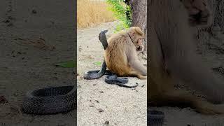 black king cobra snake vs monkey in forest #viral #shorts