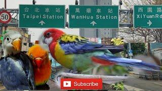 Bird market in Taipei