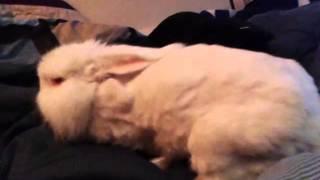 Bella the angora rabbit nesting in my bed