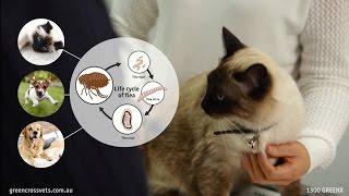 Greencross Vets - Flea Control and Prevention