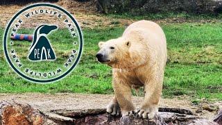 Peak Wildlife Park 2024 - POLAR BEARS!