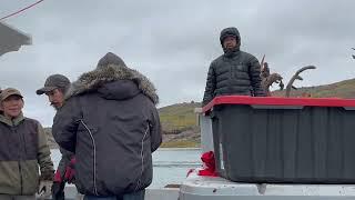 Caribou hunting down the bay & looking for shed antler's