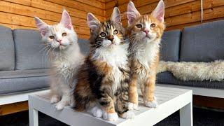 3 Months Old Maine Coon Kittens Having Fun!