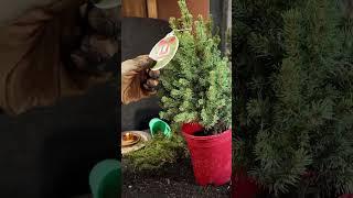 CHRISTMAS Trees TRANSFORMED into BONSAI #Christmas #Bonsai #Garden #Plants