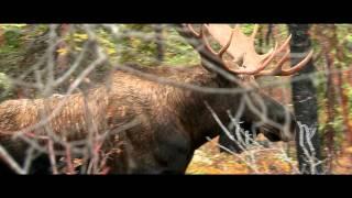 l'Homme Panache au Yukon X Trailer