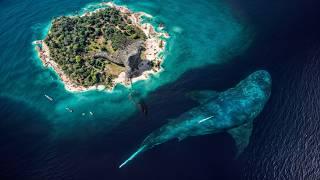 Godzilla eats Blue Whale - Colossal Megalodon Enters the Scene