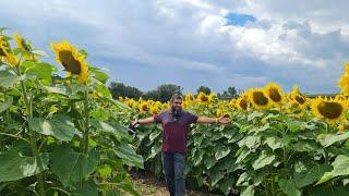 Visit to Watson Farm ( Apple & Sunflower)