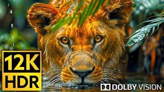 Dolby Vision  12K HDR 120fps - Animal Kingdom for 4K 8K TV