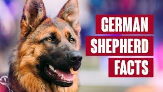 German Shepherd Everything You Need to Know