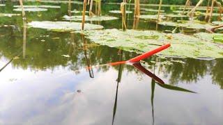 Crucian carp bast shoes and large roach - fishing for a float in water lilies