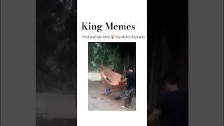 Day - 1 of  achieving 100 k subscribe in 150 days with memes #short #shorts #ytshorts  #kingmemes