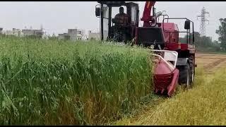 Gomselmash Forage harvester working in Punjab Agro in Ludhiana - 1800 419 3980