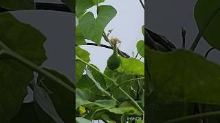 Multi vitamin vegetable kantola ||Chathail #shorts #ytshorts