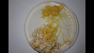 Lose the lid! - Better visibility on Physarum Polycephalum in timelapse