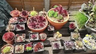 New Sempervivum collection (with a few extras)