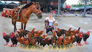 Harvesting Big-footed Chicken Go To Market Sell - Use Horse Carry Chicken Go To Sell. Ly Tieu Toan