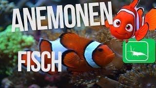 ANEMONENFISCH/CLOWNFISCH | Meerwasser | GarnelenTv