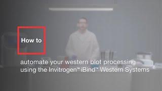 How to automate your western blot processing using the Invitrogen iBind Western Systems