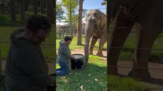 Adorable Elephant Learns to Play Drums! 