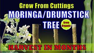 How to Grow Moringa From Cuttings