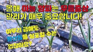 올해 마늘 양파는 무름증상 관리가 매우 중요합니다. 아무리 급해도 황산동을 뿌릴 수는 없지요? 천연폴리머 킬레이팅된 제품을 소개합니다.