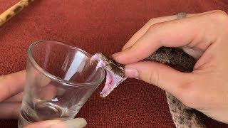 The Effect Of Snake Venom On Blood