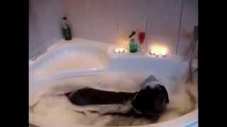 DocMatt's romantic bath with his choc lab Max