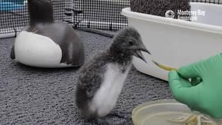 Just Our Baby Murre Chick Doing Murre Chick Things!