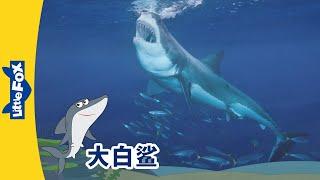 [4K] 认识动物 - 大白鲨 ( Meet the Animals - Great White Shark) | 海洋 | Animals | Chinese | By Little Fox