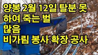 양봉 2월 12일 탈분 못하여 죽는 벌 많음 비가림 봉사 확장 공사