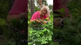 Не сажайте смородину…