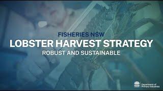 NSW Lobster Harvest Strategy