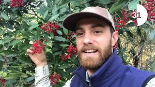 Minute with Matt: Toyon Berries