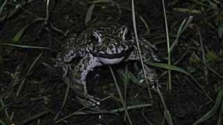 Rufende Wechselkröte - Bufo viridis