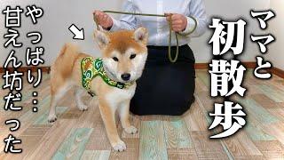 【外でも母にべったりな子犬！】大好きな母に3秒で甘えん坊になる生後3ヶ月の柴犬が可愛すぎました。「ずっと離れたくない…」