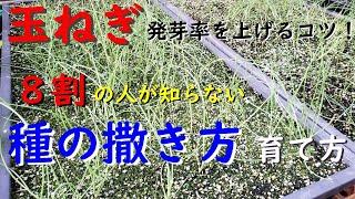 ８割の人が知らない簡単に玉ねぎを発芽させる２つのポイント（種の撒き方育て方）