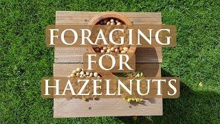 Foraging For Hazelnuts | WILD Foods